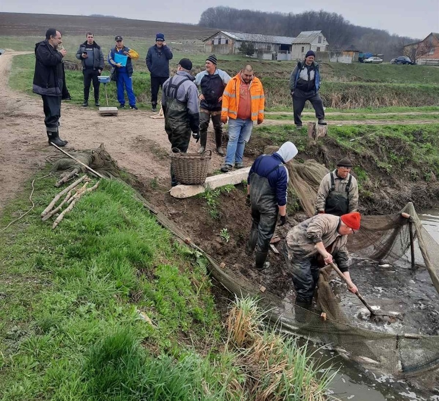 Зариблення Фастівського водосховища