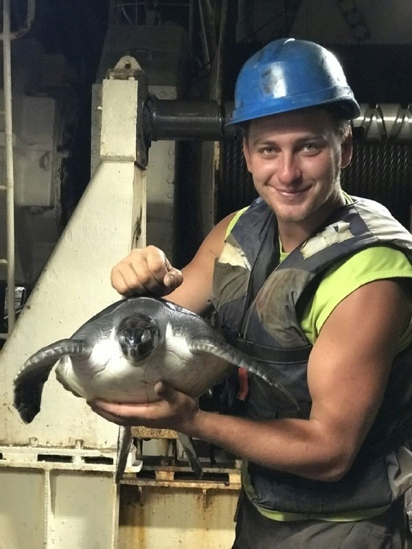 Після фотосесії черепах завжди випускають на волю