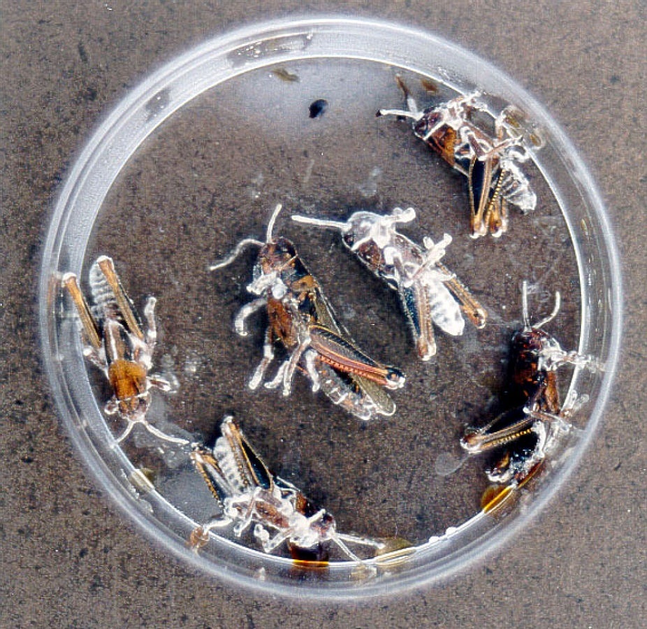 Beauveria bassiana на кониках