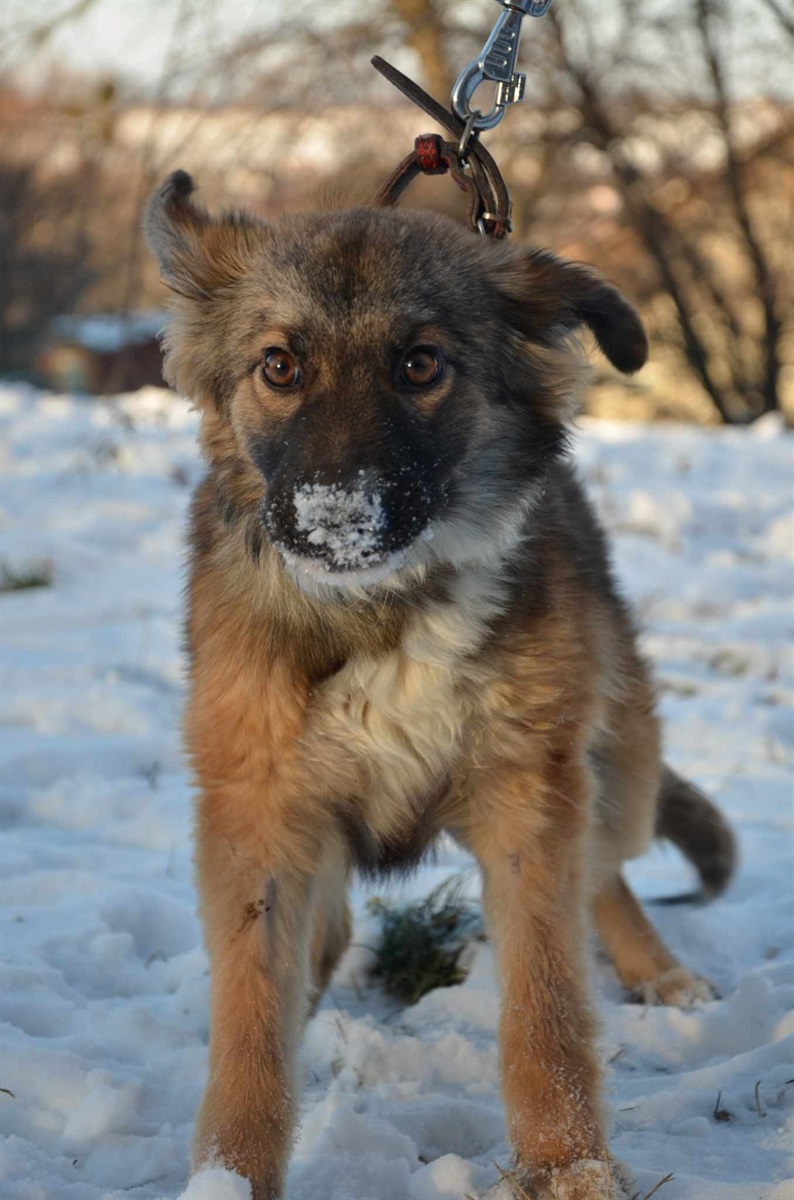Пікачу