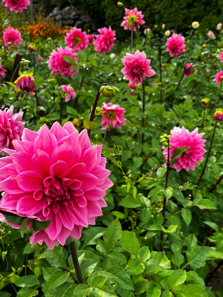 Дар’я Городецька: фастівчанка, яка відкриває Фастів для людей з усього світу